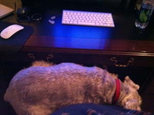 He thinks he's a lap dog